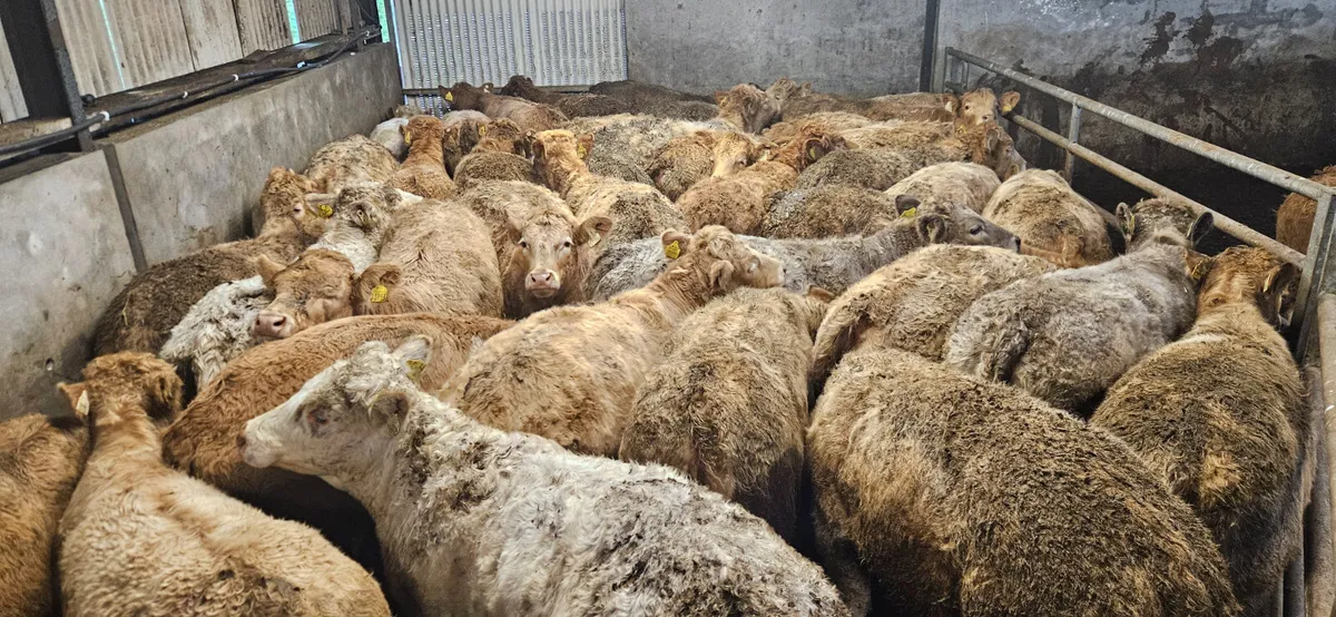 **Smashing Continental Heifers ** - Image 1