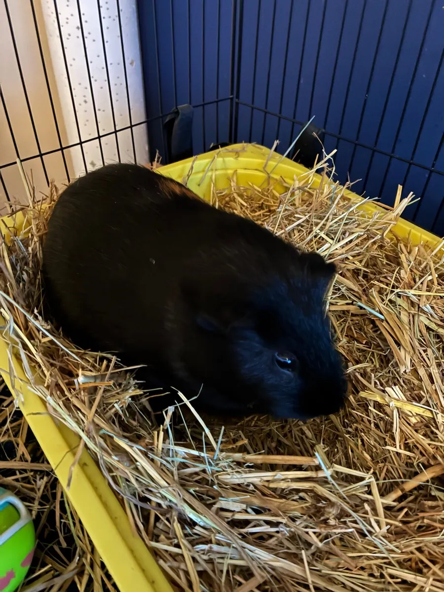 Guinea Pig - Image 1