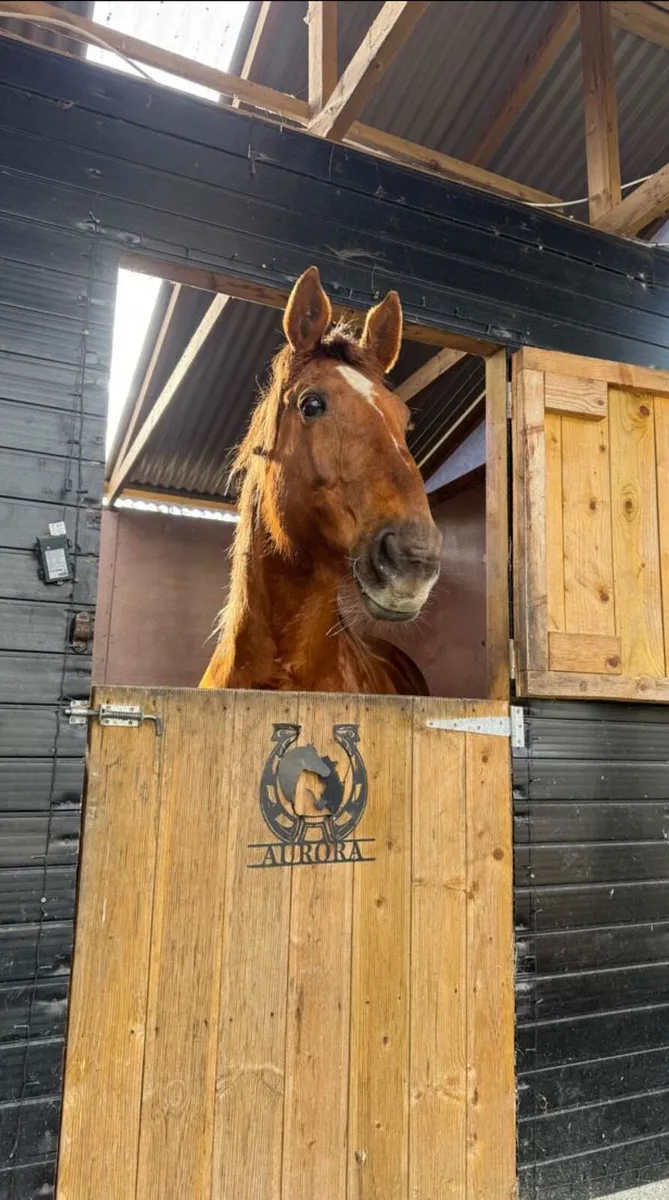 16.2hh Irish Sports Horse Mare - Image 1