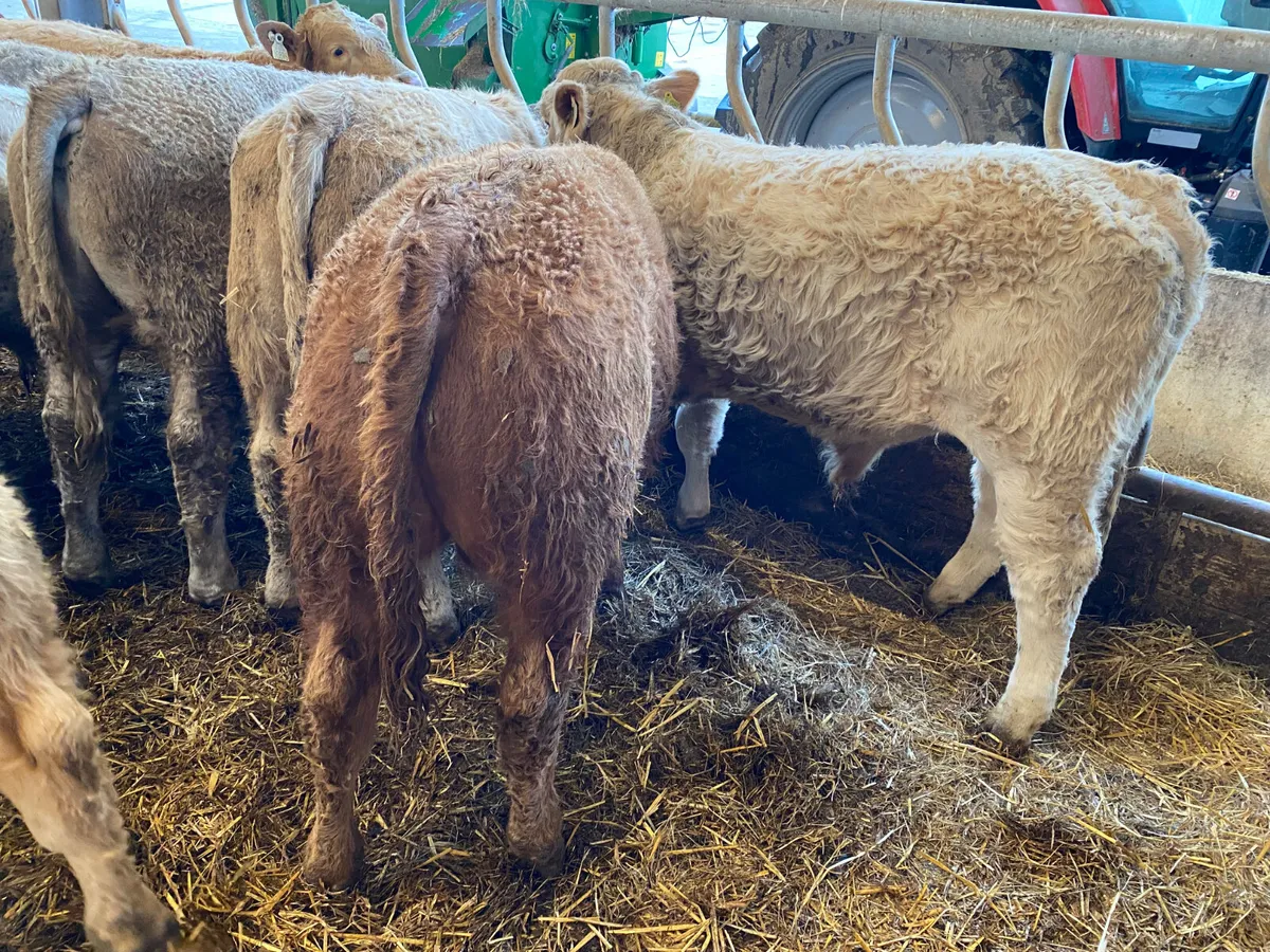 04/03/26 • 20 Fresh in Charolais Bullocks - Image 2