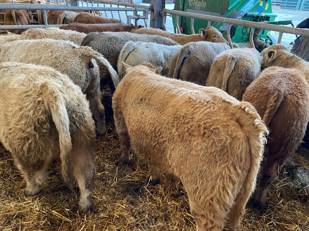 04/03/26 • 20 Fresh in Charolais Bullocks - Image 1