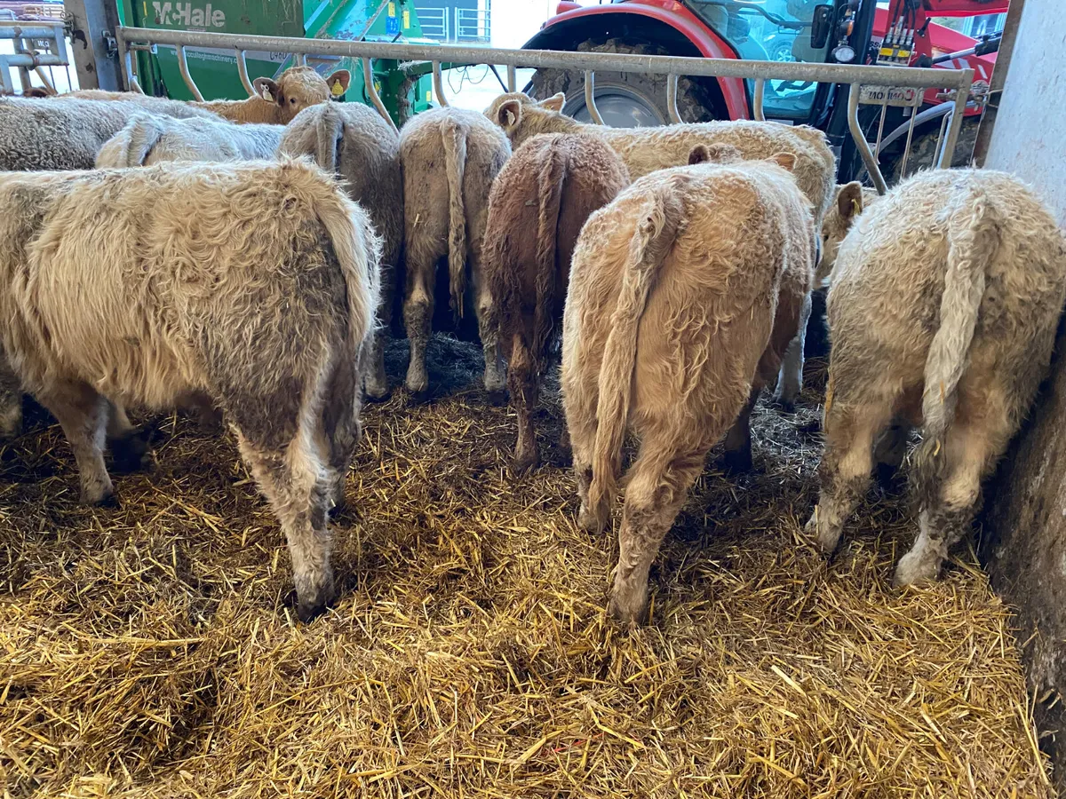 04/03/26 • 20 Fresh in Charolais Bullocks - Image 4