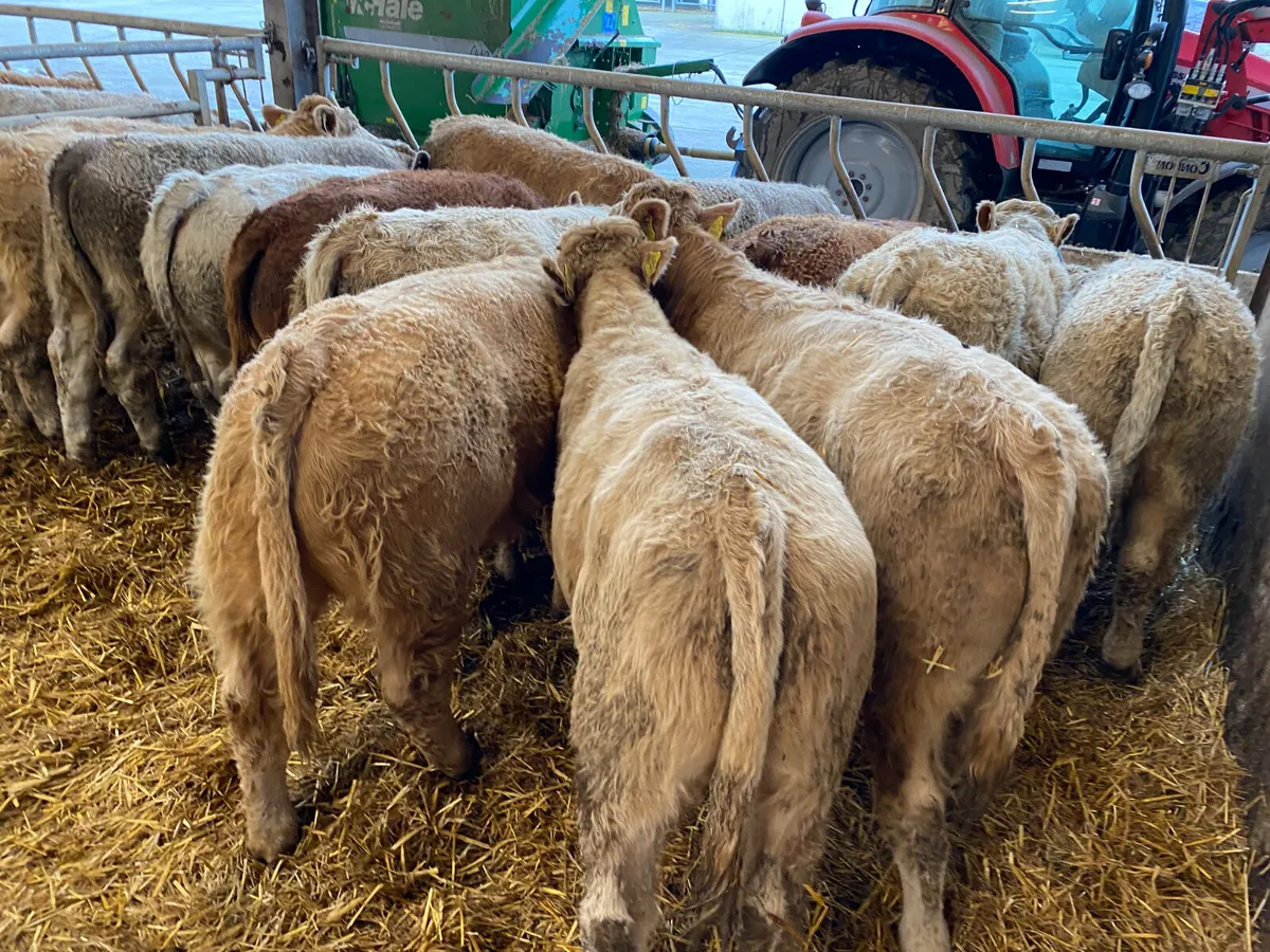 • Fresh in Charolais Bullocks • - Image 1