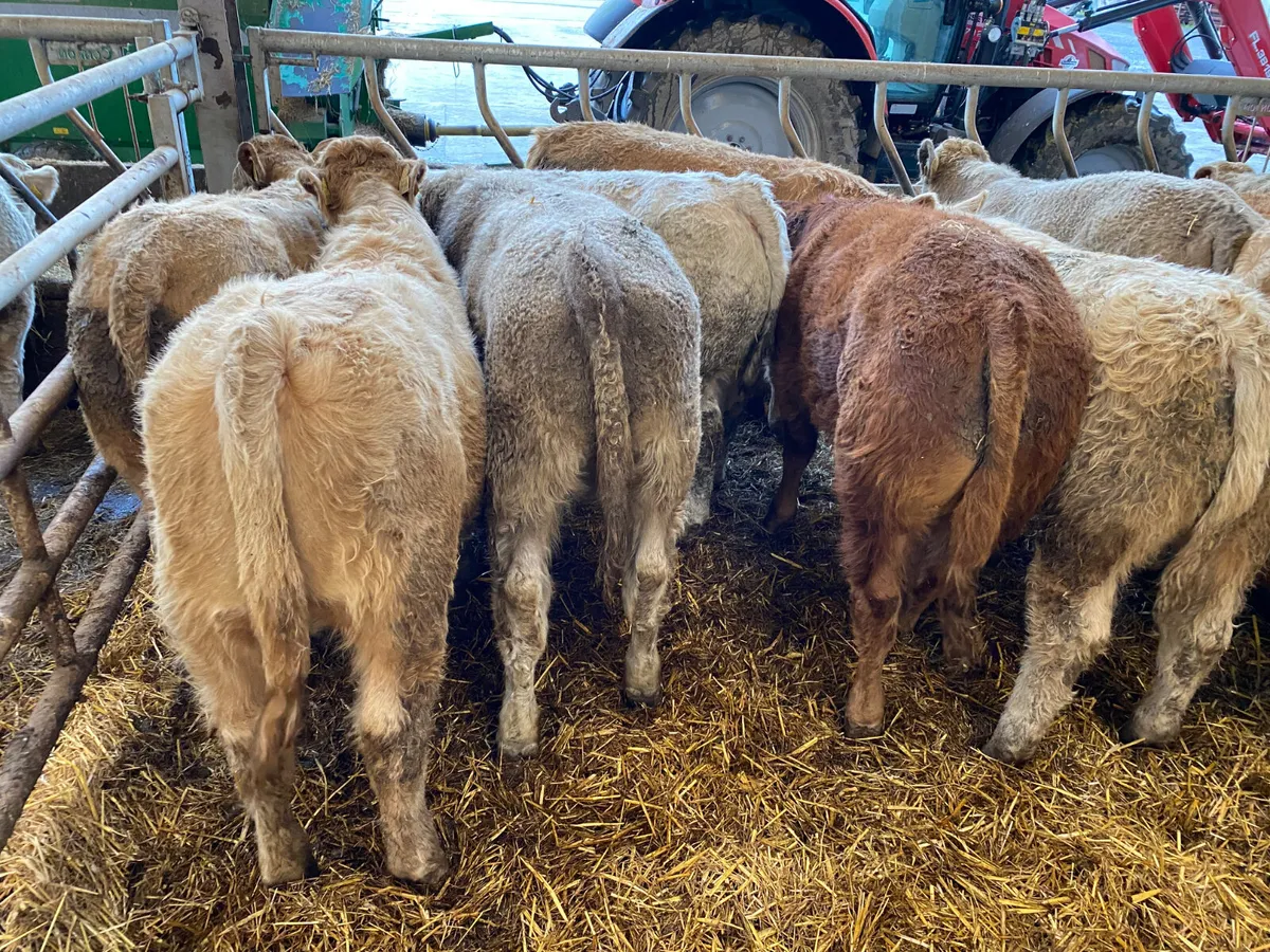 • 20 Fresh in Charolais Bullocks • - Image 1