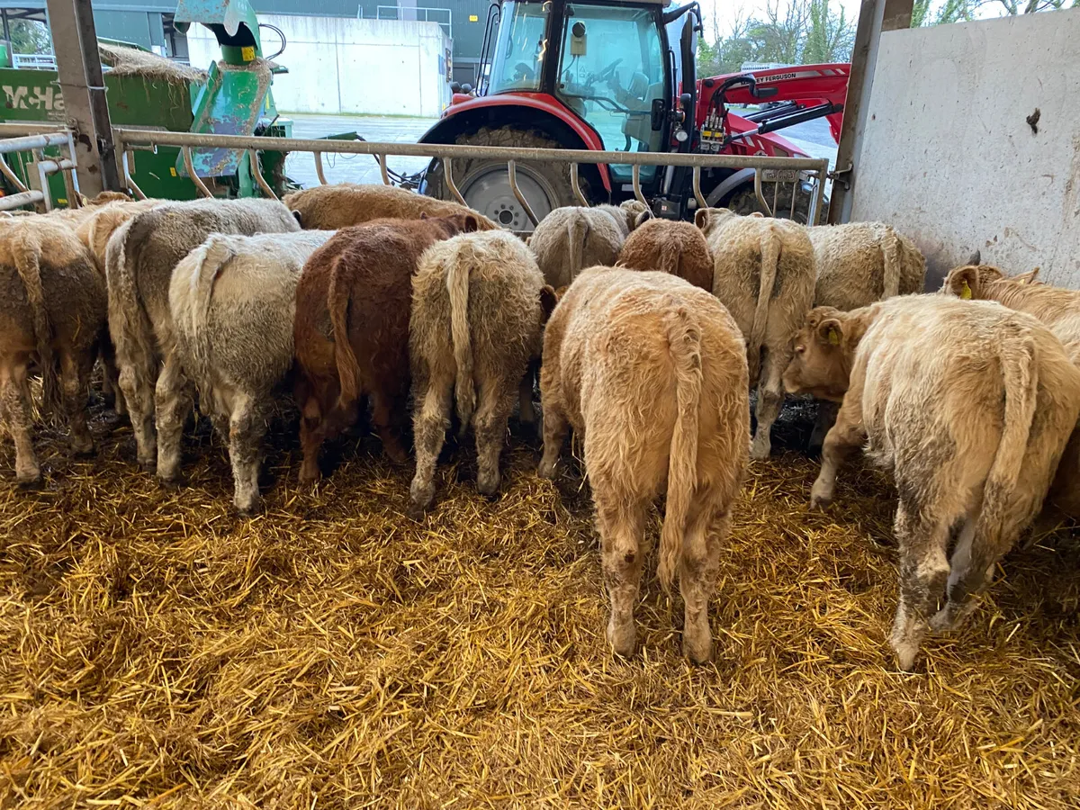 • 20 Fresh in Charolais Bullocks • - Image 2