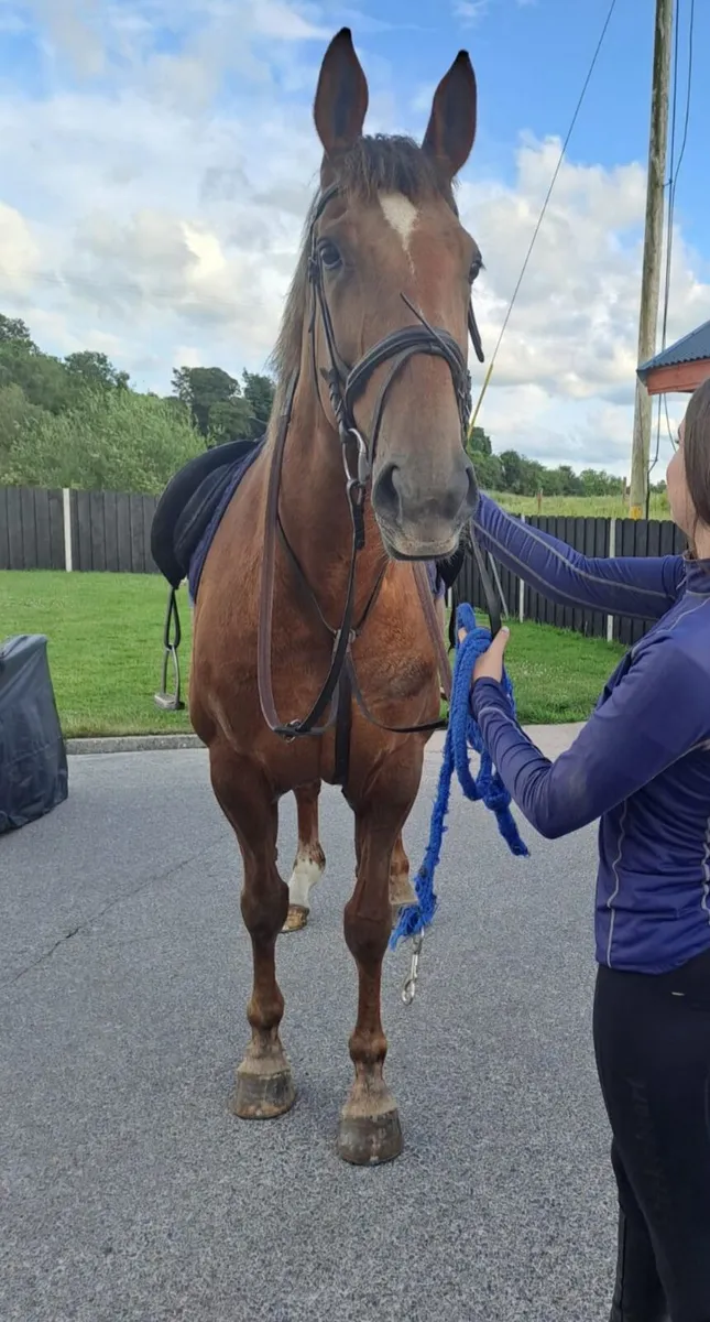16.2hh Irish Sports Horse Mare - Image 2