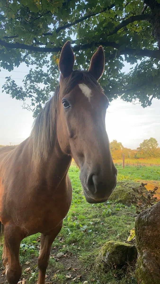 16.2hh Irish Sports Horse Mare - Image 3