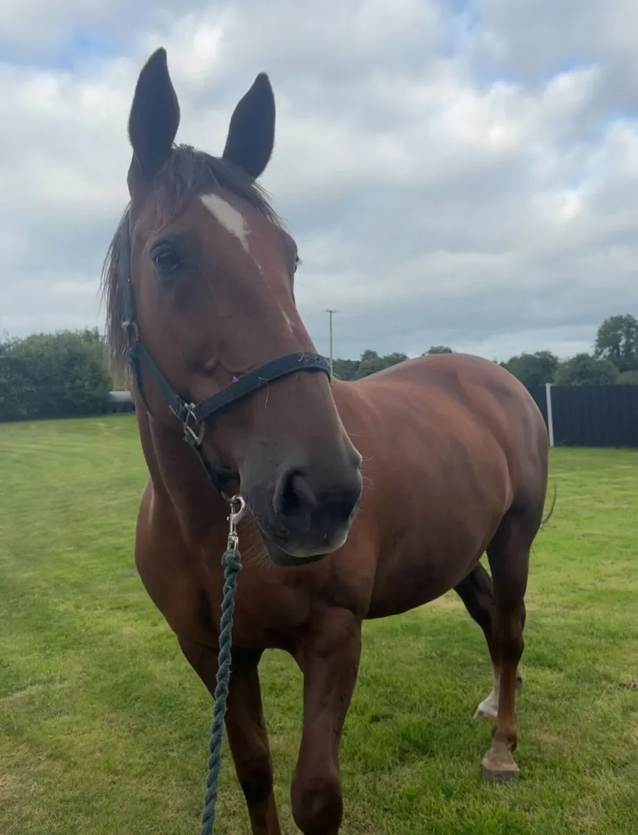 16.2hh Irish Sports Horse Mare - Image 4