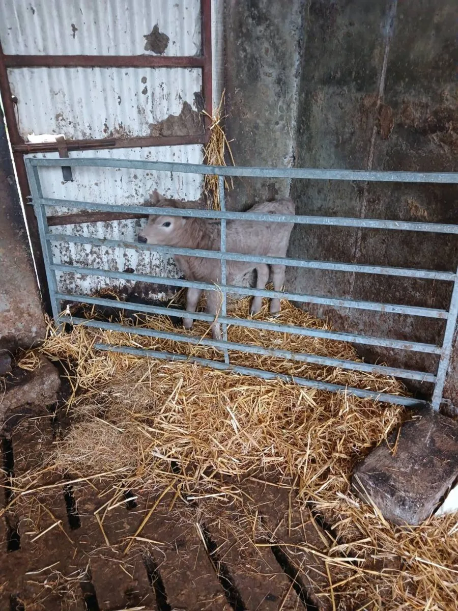 Angus calf - Image 2