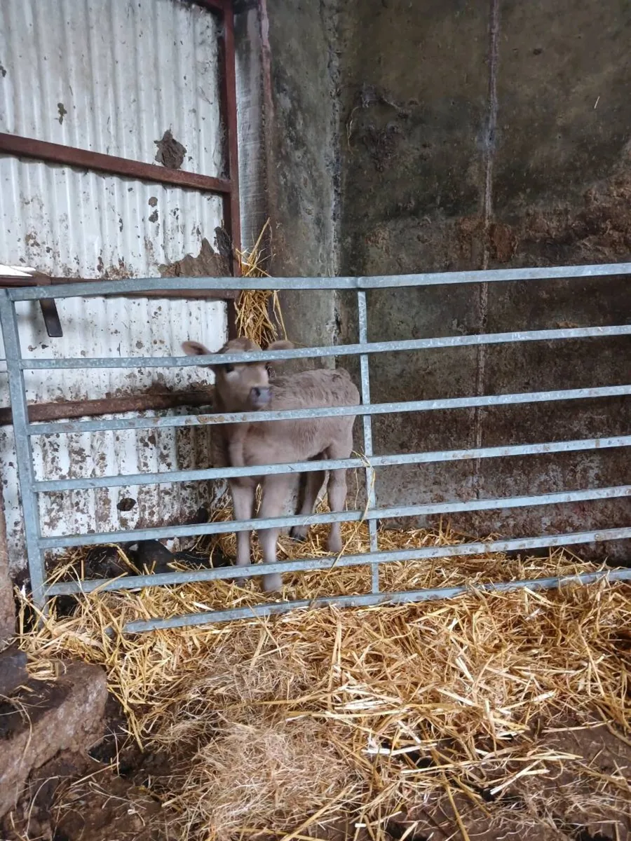 Angus calf - Image 3