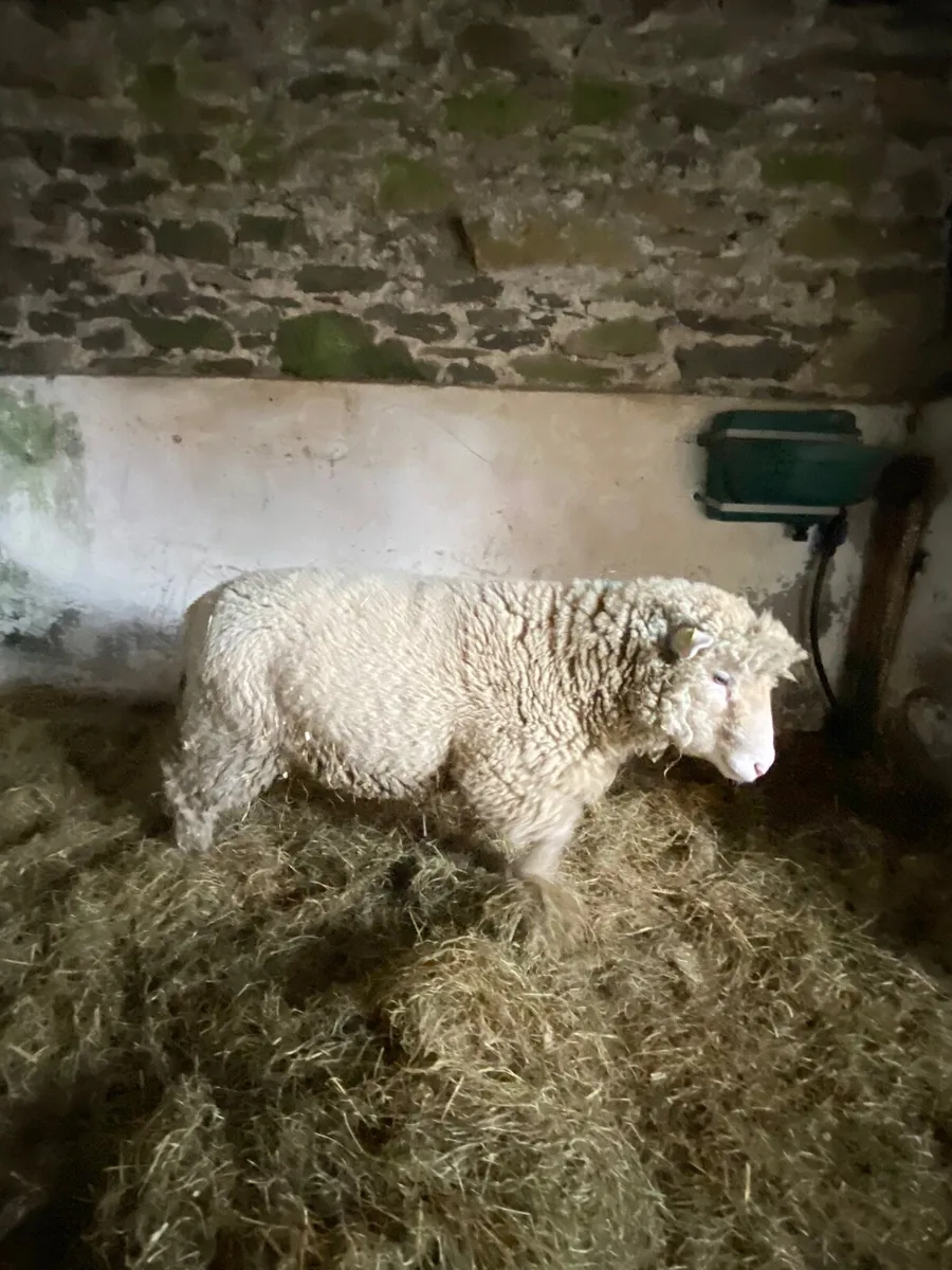 Purebred Dorset Ram, NR. - Image 1