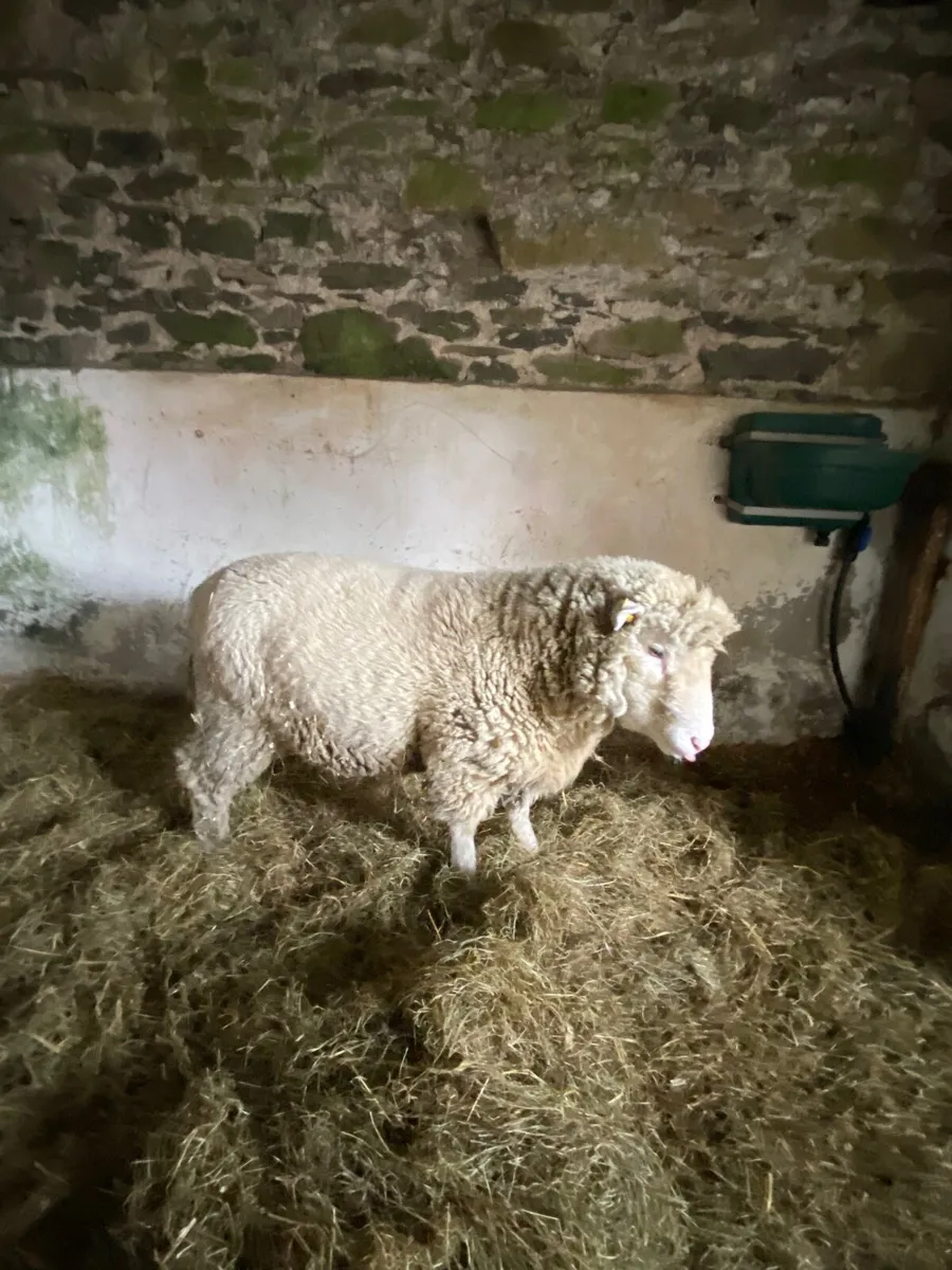 Purebred Dorset Ram, NR. - Image 2