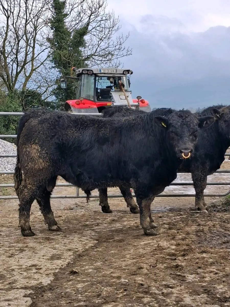 PBR Angus bulls - Image 1
