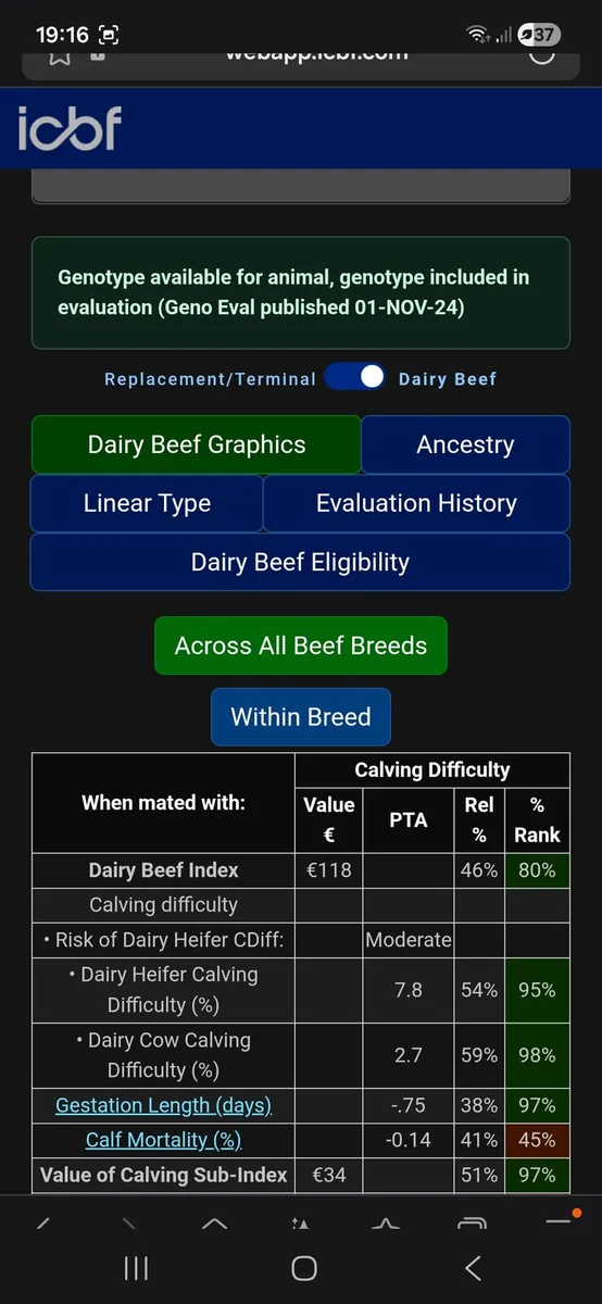 PBR Angus bulls - Image 3