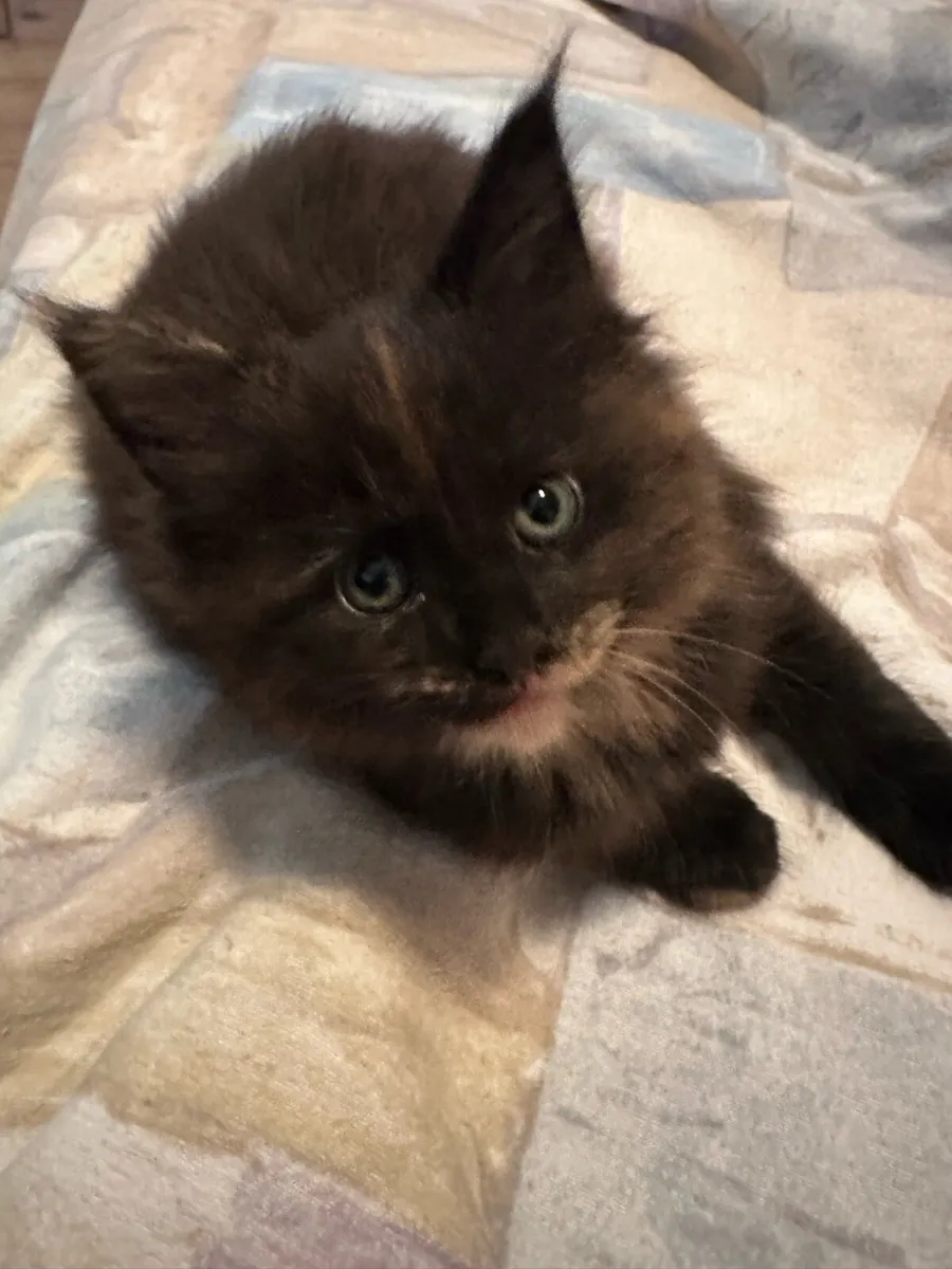 Maine Coon kitten - Image 2