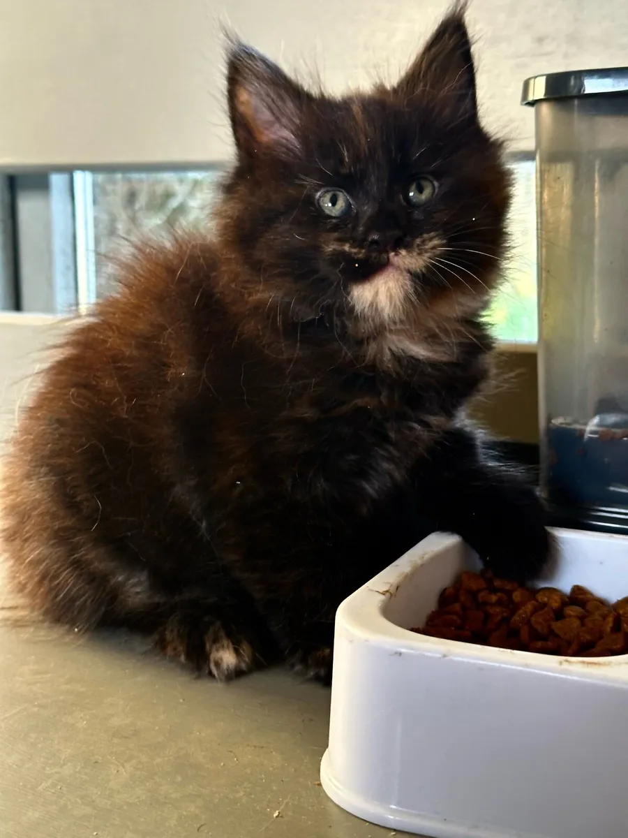 Maine Coon kitten - Image 3