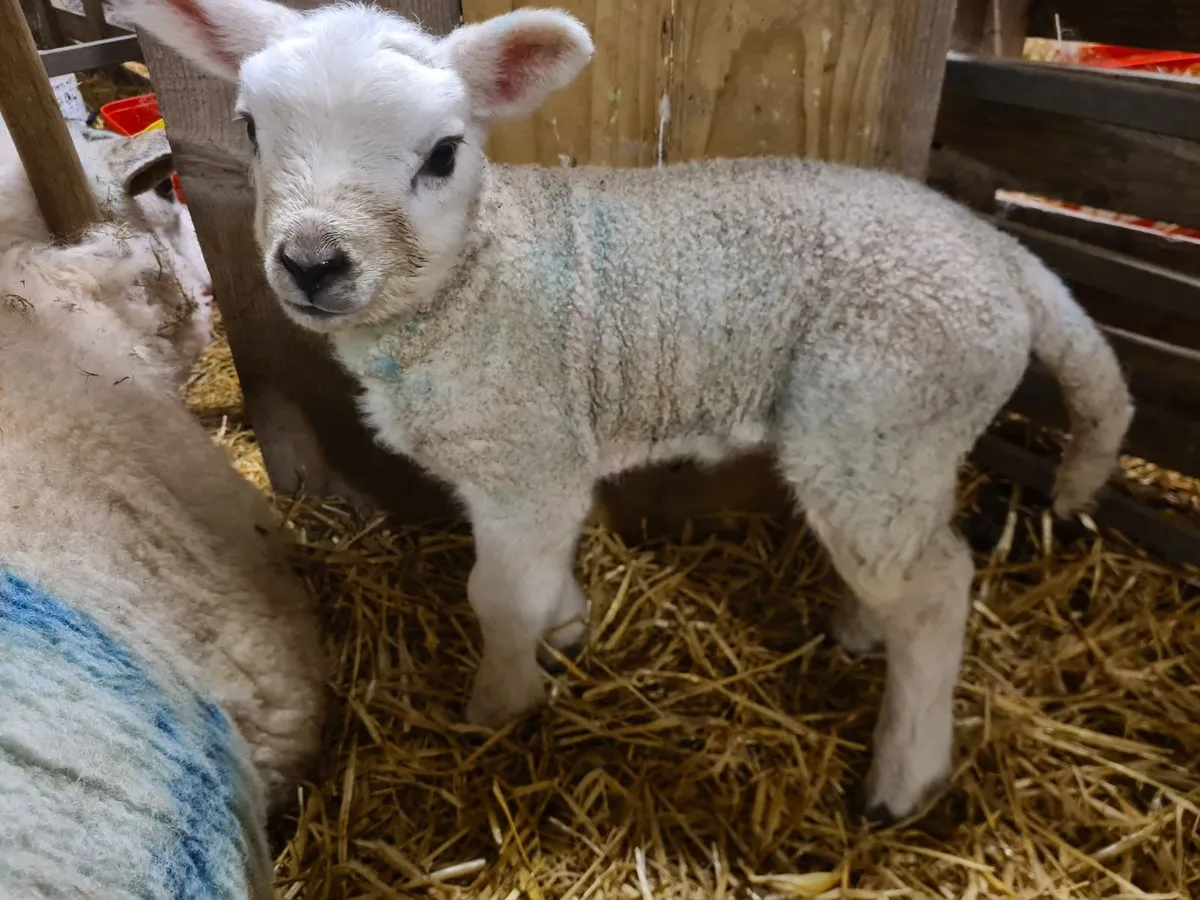 Foster/ Pet lamb