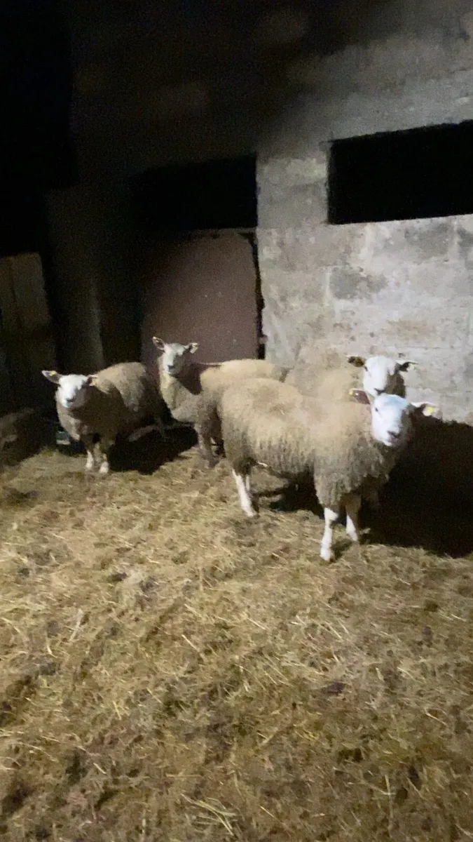 4 rams - Image 1