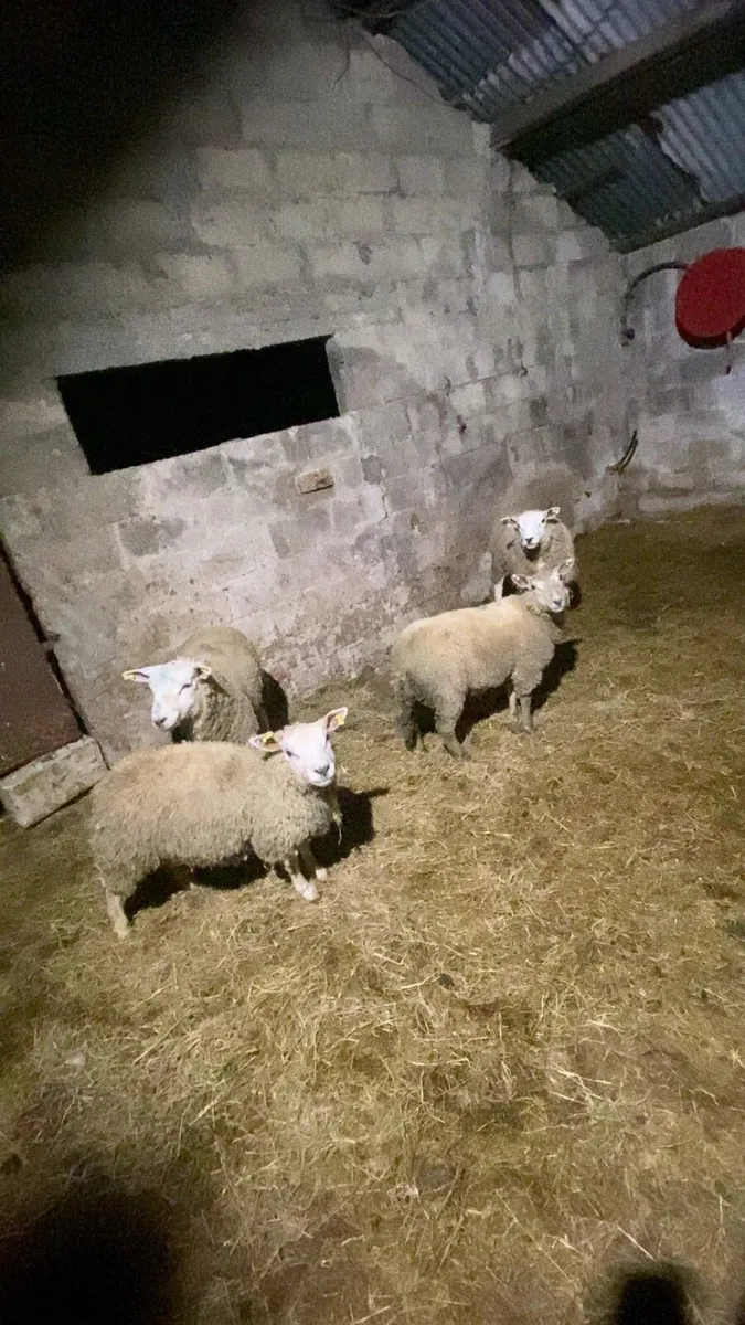 4 rams - Image 2