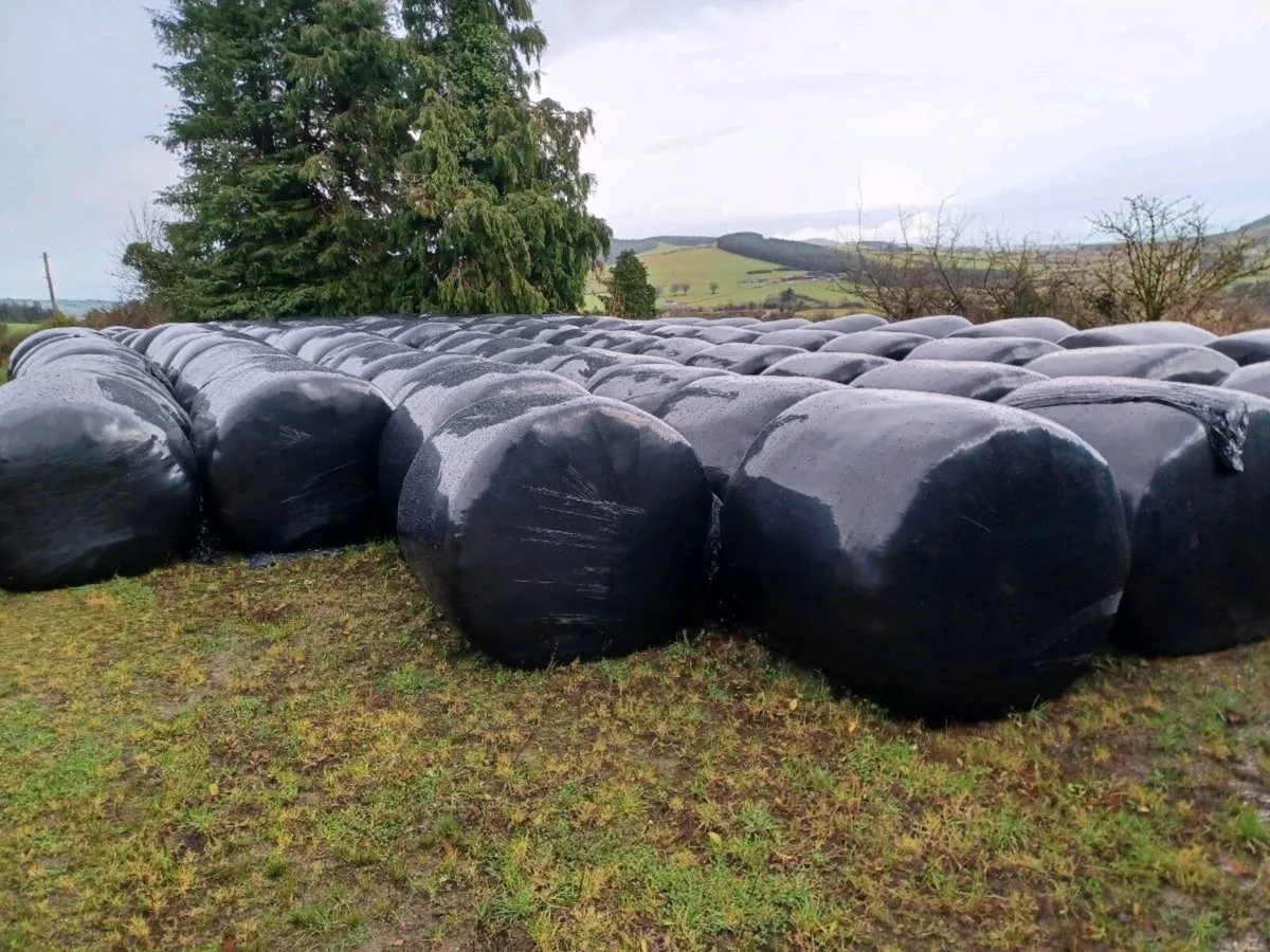 Silage bales - Image 2