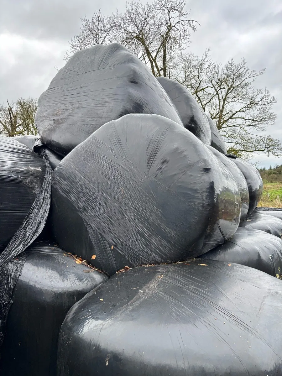 Silage - Image 1