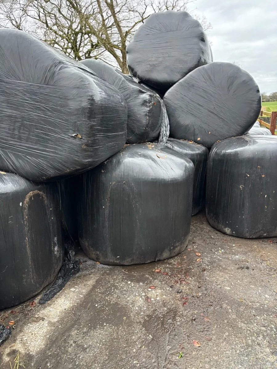 Silage - Image 2