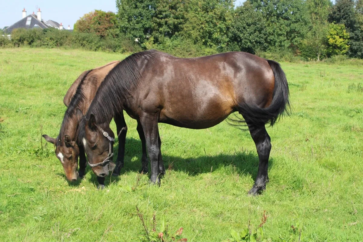 RID Mare in foal to Cremello RID - Image 1