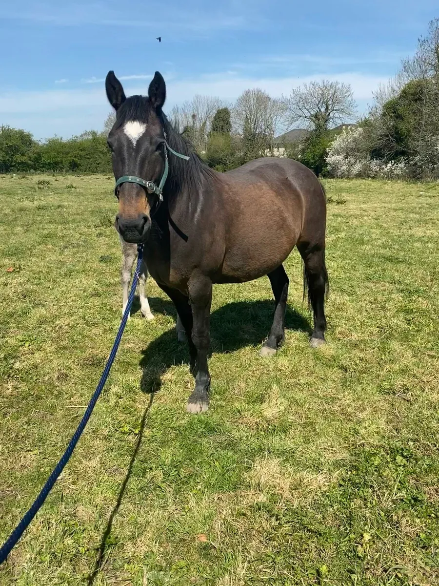 RID Mare in foal to Cremello RID - Image 3