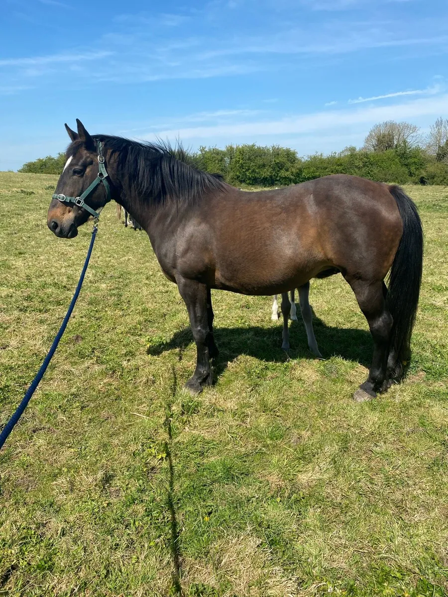 RID Mare in foal to Cremello RID - Image 4