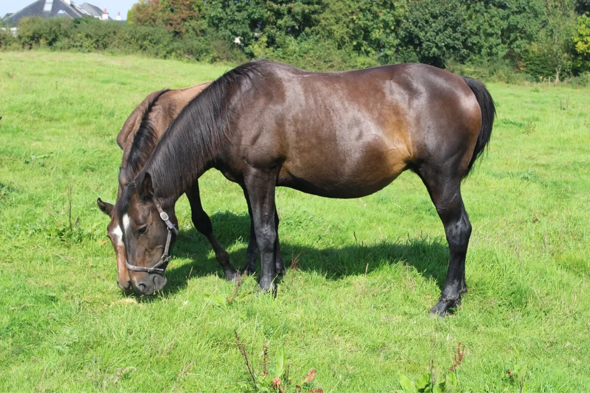 RID Mare in foal to Cremello RID - Image 2