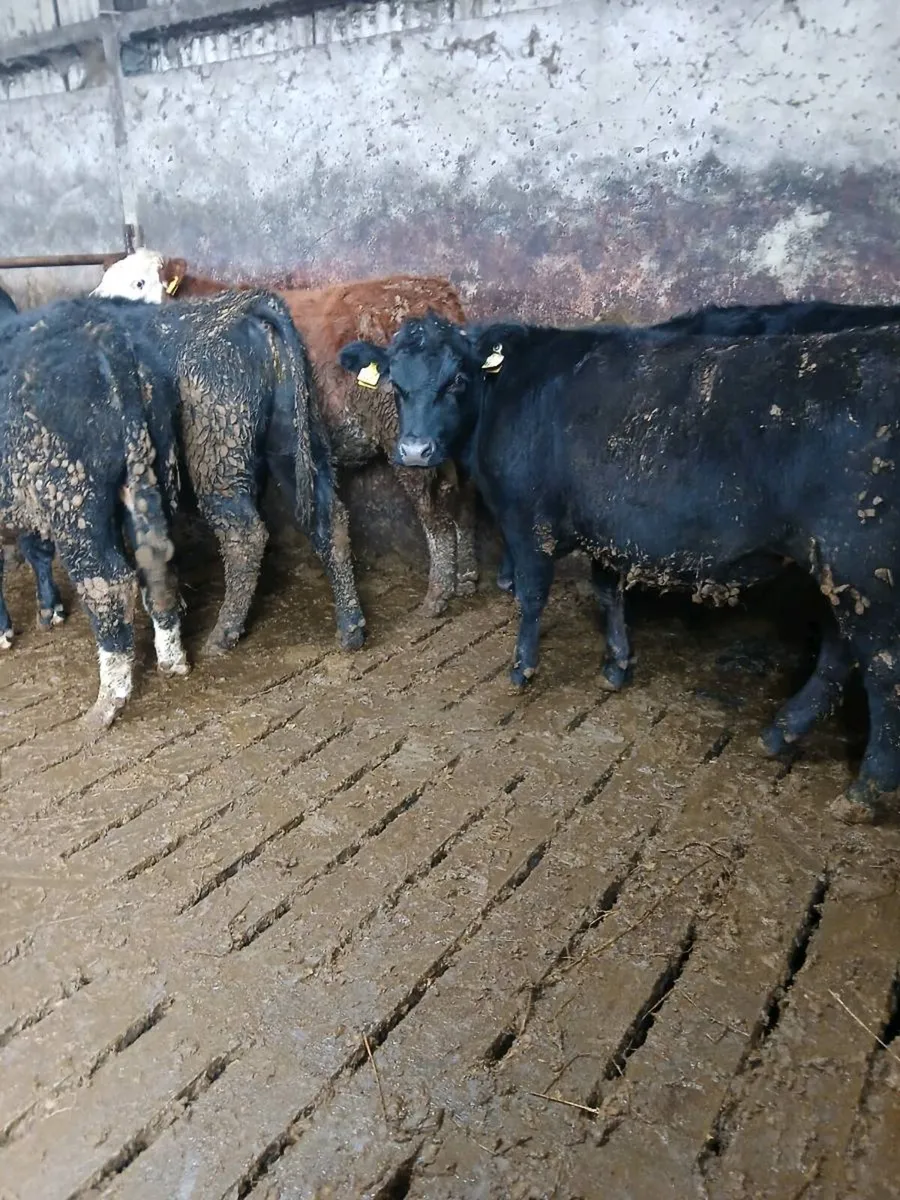 5 Bullocks - Image 3