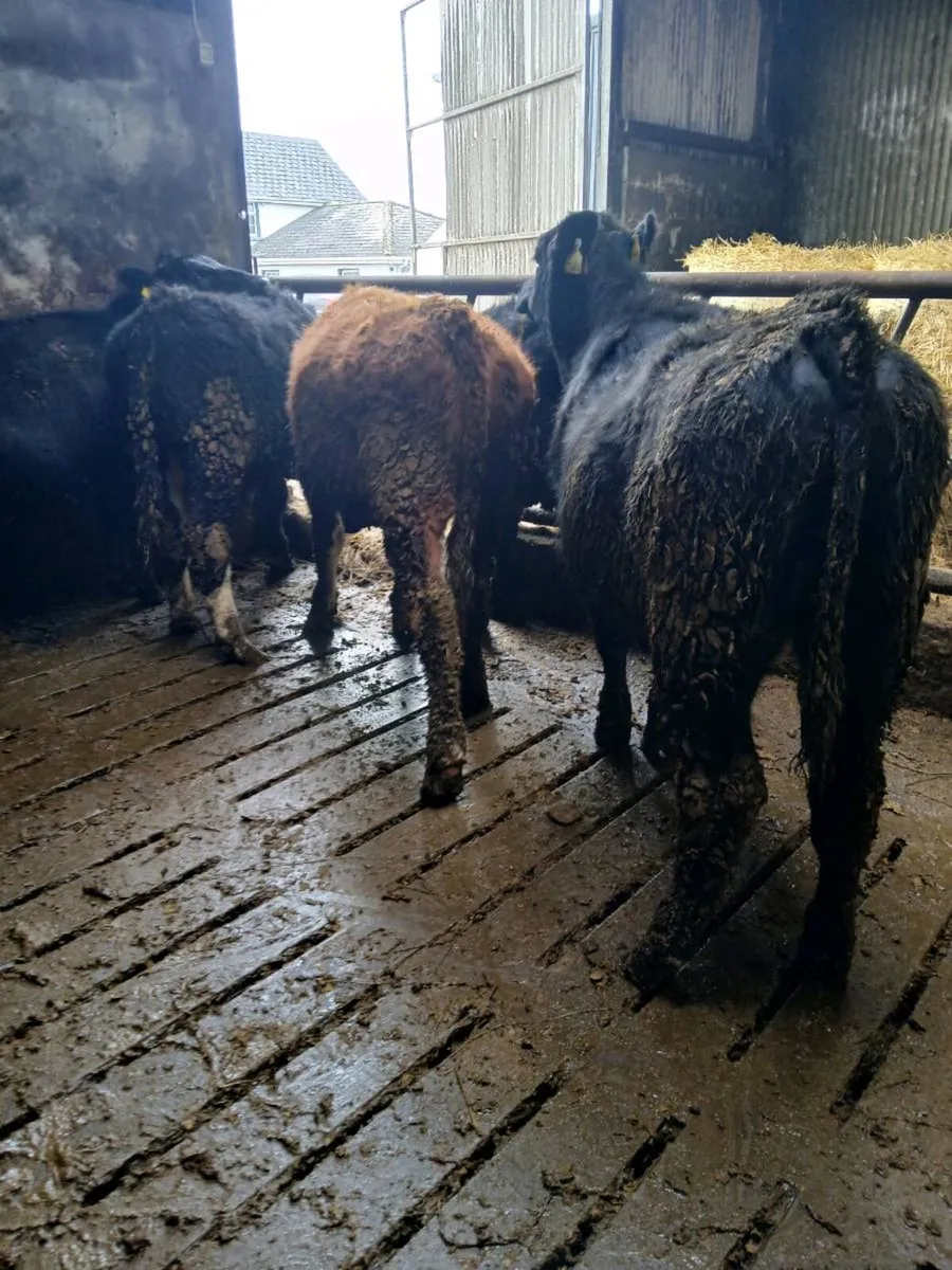 5 Bullocks - Image 1