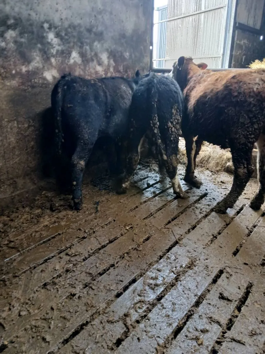 5 Bullocks - Image 2