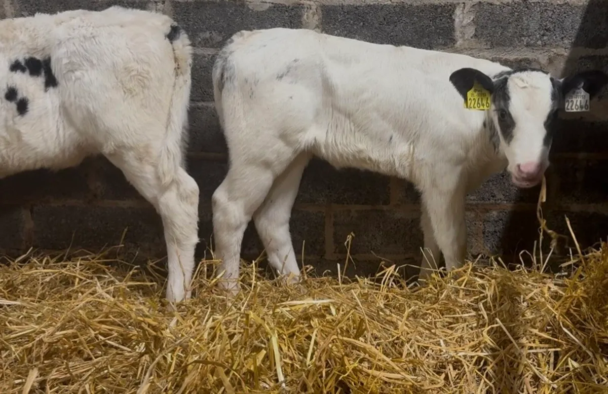 18 smashing AI bred heifer calves - Image 3