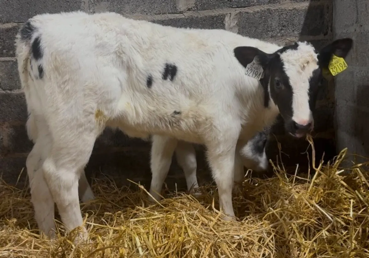 18 smashing AI bred heifer calves - Image 4