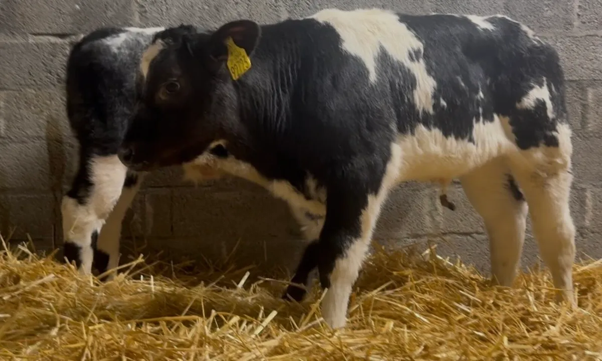 2 AI bred BB bull calves - Image 3