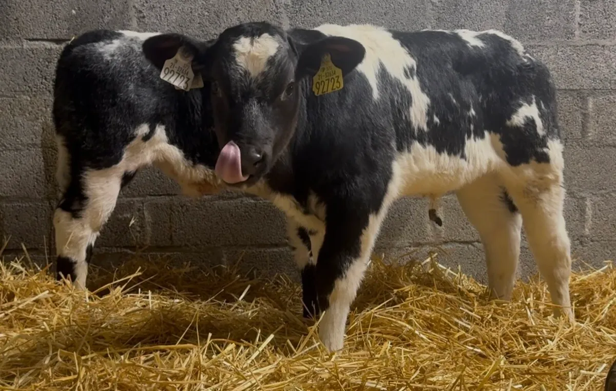 2 AI bred BB bull calves - Image 1