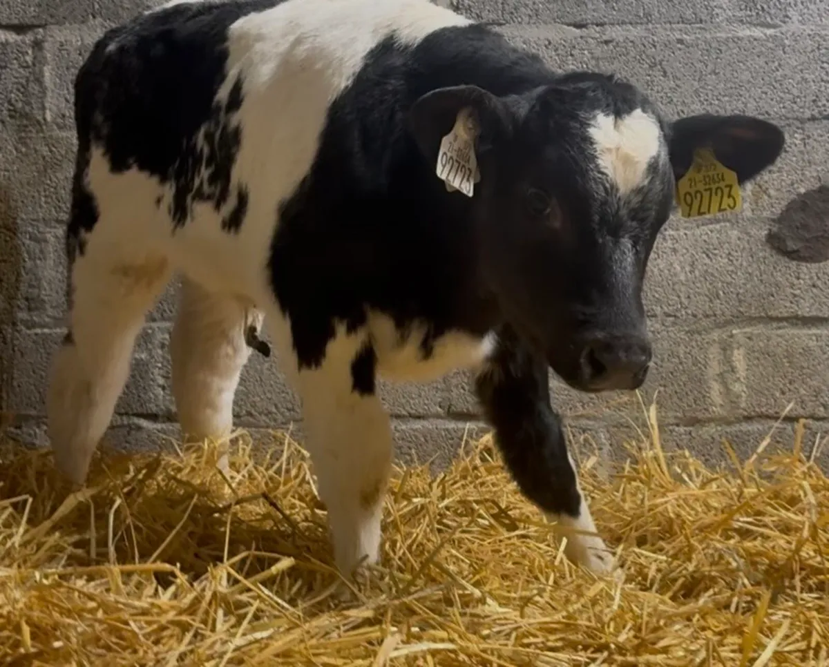 2 AI bred BB bull calves - Image 2