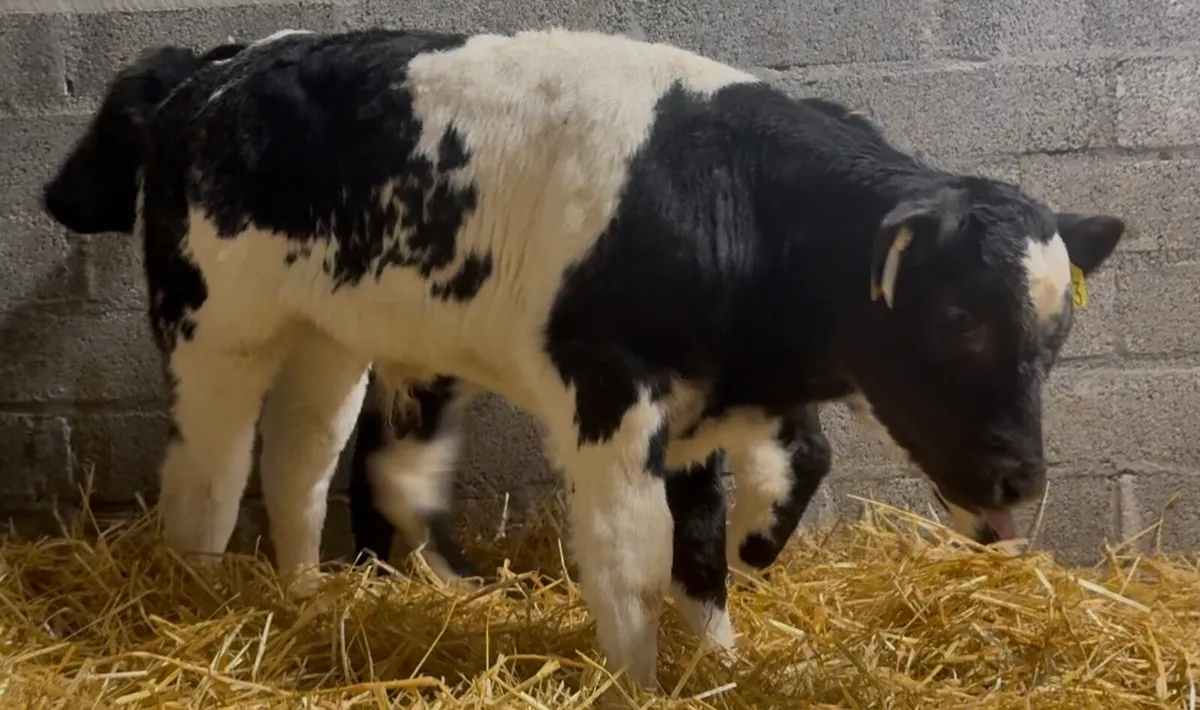 2 AI bred BB bull calves - Image 4