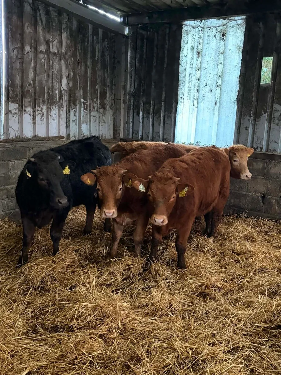 4 Super Limousin Heifers - Image 1