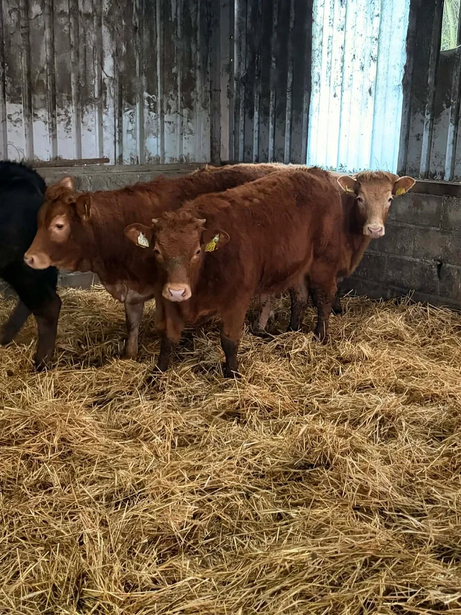 4 Super Limousin Heifers - Image 2