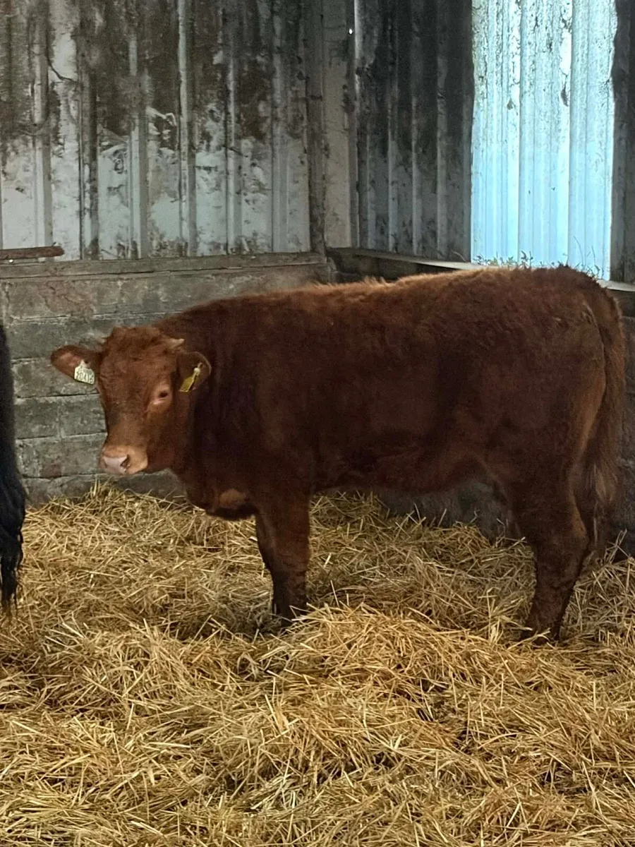 4 Super Limousin Heifers - Image 3