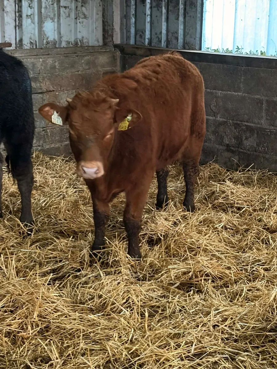 4 Super Limousin Heifers - Image 4
