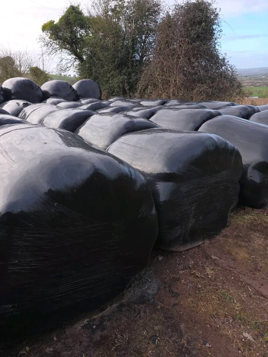 Silage bales - Image 1