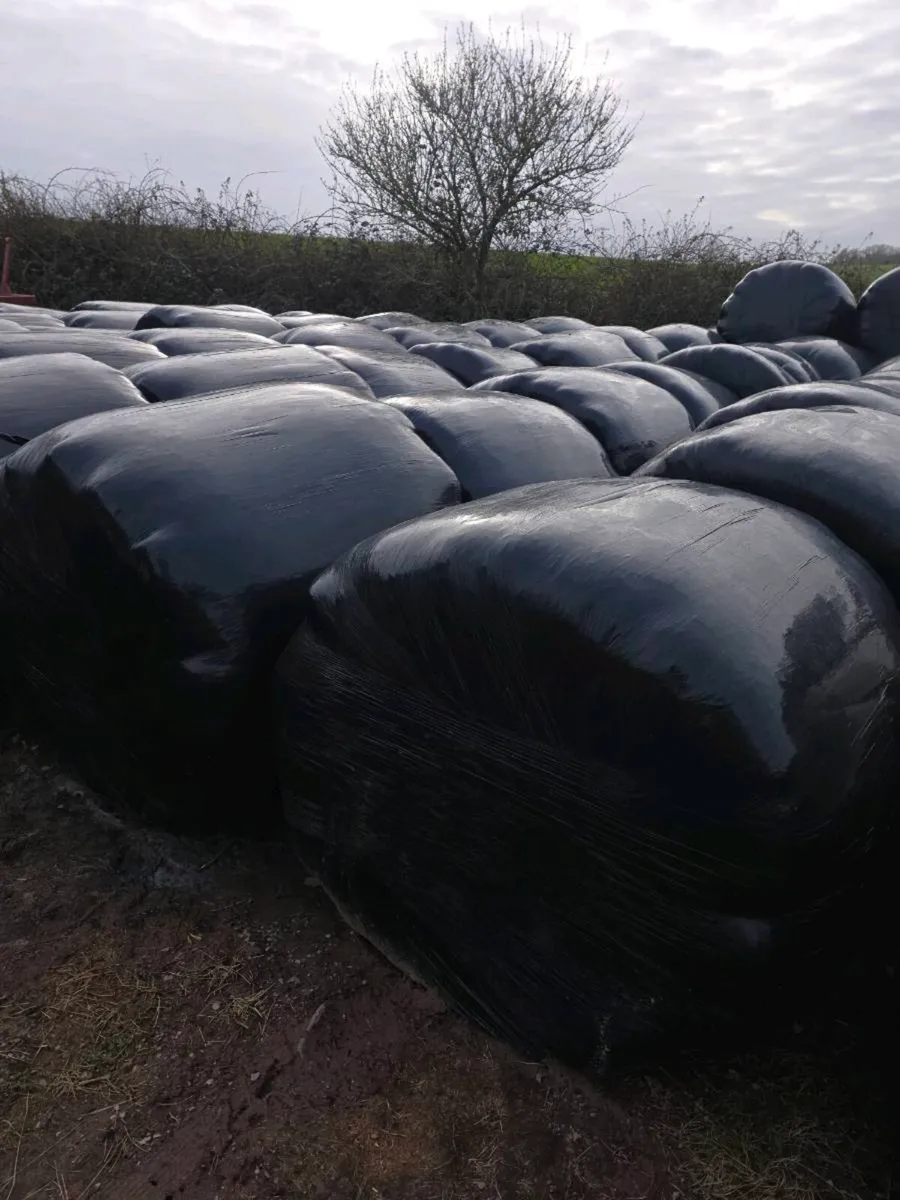 Silage bales - Image 2