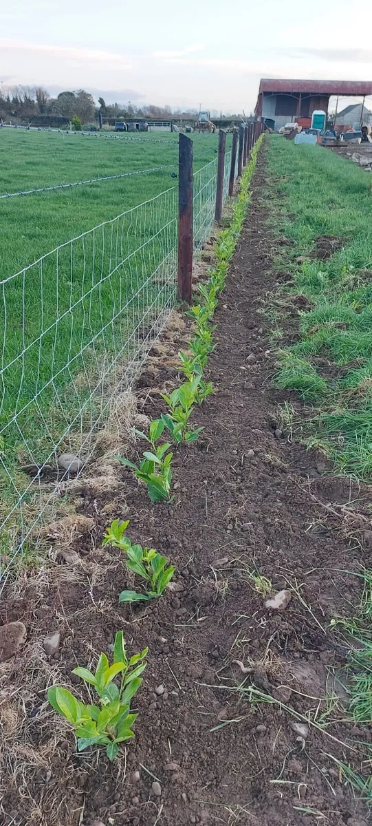Laurel Hedging - Image 2
