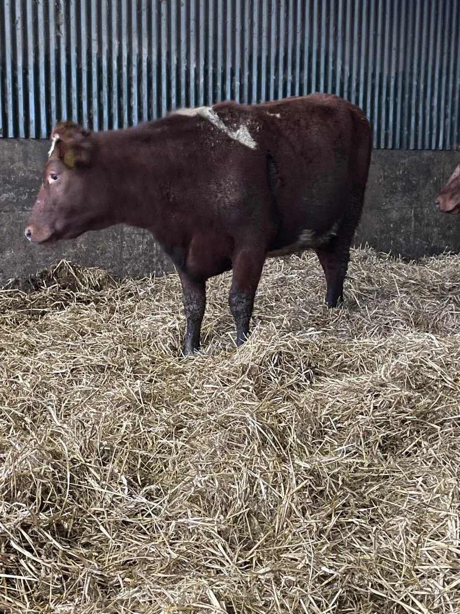 Incalf heifers - Image 4