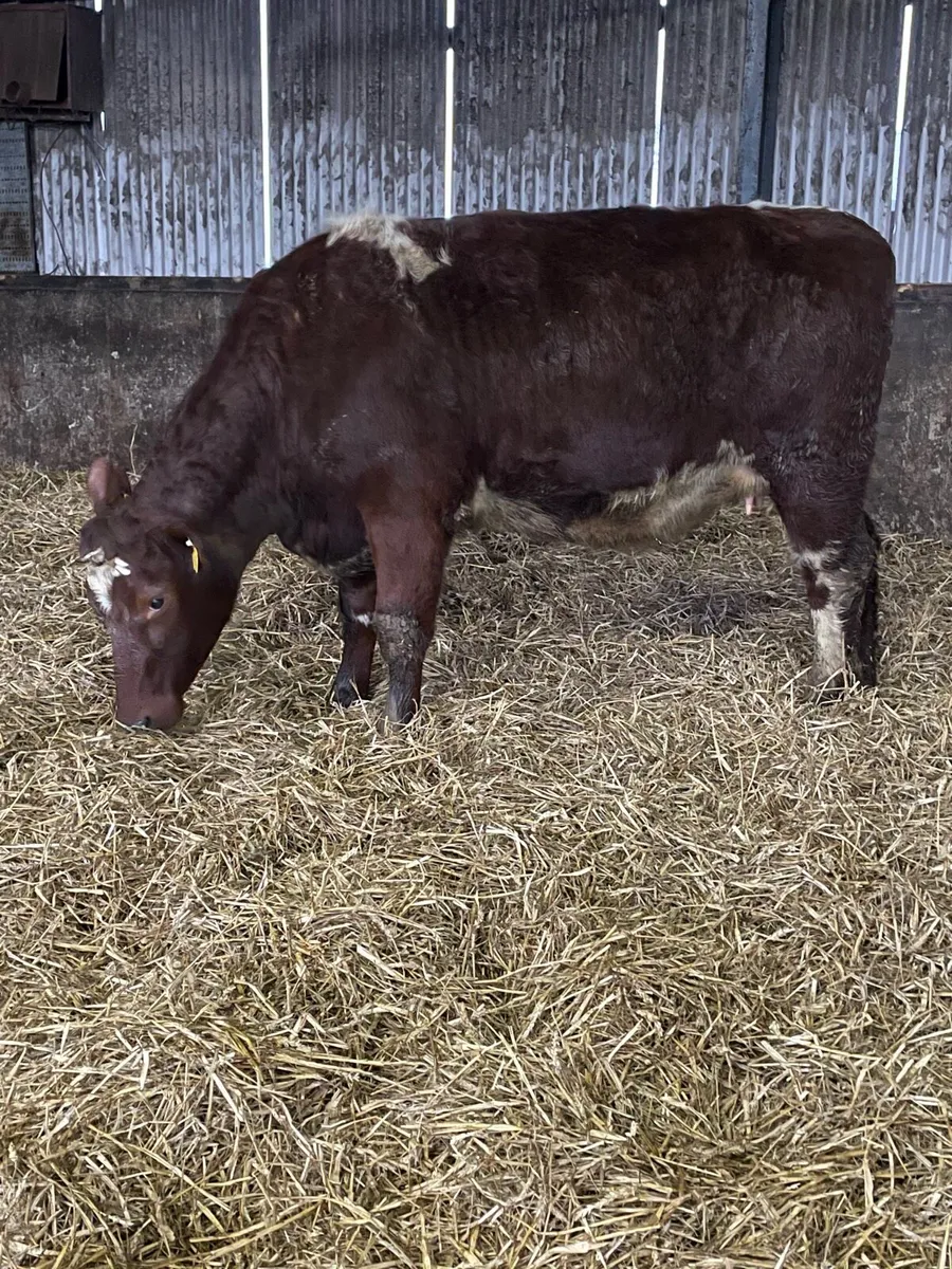 Incalf heifers - Image 2