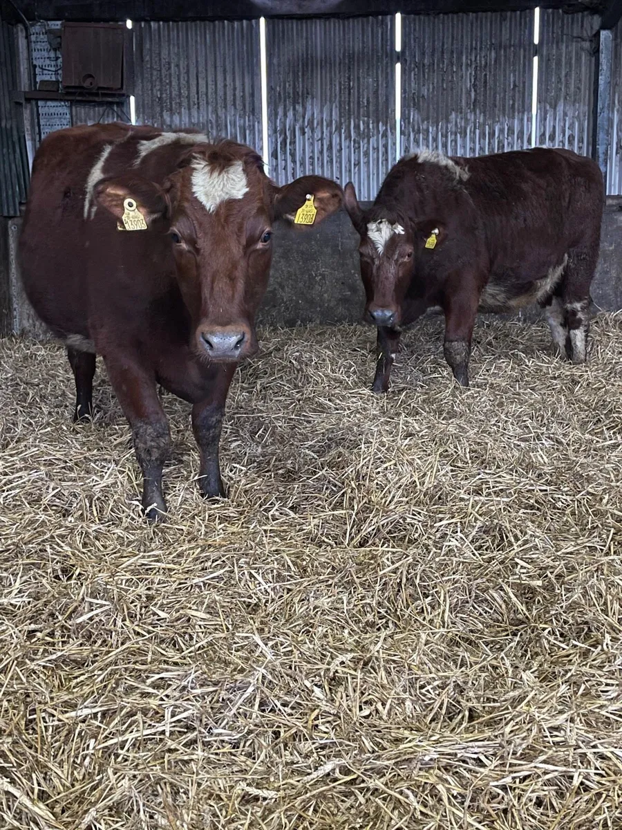 Incalf heifers - Image 3
