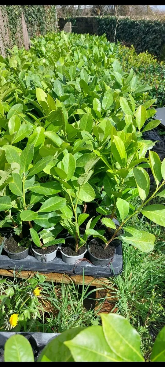 Laurel Hedging - Image 1